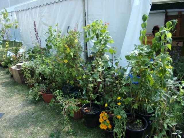 Some of the plants!
